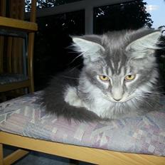 Maine Coon Edelweiss