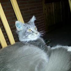 Maine Coon Edelweiss