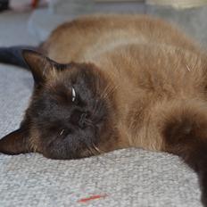 Blanding af racer Amy