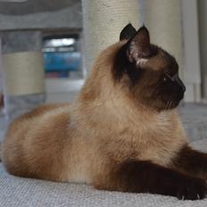 Blanding af racer Amy