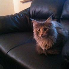 Maine Coon Smukke