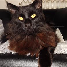 Maine Coon Erling