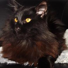 Maine Coon Erling