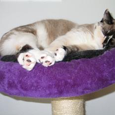 Blanding af racer Nyx