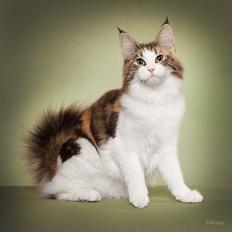 Norsk Skovkat Catci´s Evita - JW