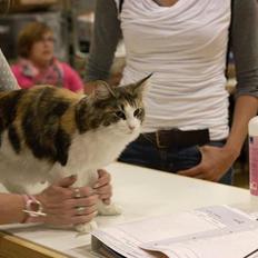 Norsk Skovkat Catci´s Evita - JW