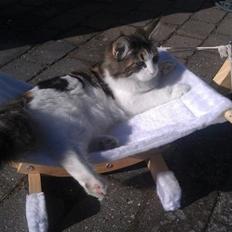 Norsk Skovkat Catci´s Evita - JW