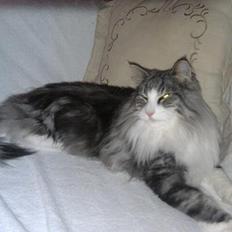 Norsk Skovkat Catci´s Amadeus