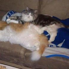 Norsk Skovkat Catci´s Amadeus