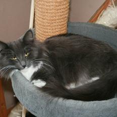 Norsk Skovkat Killix Felina