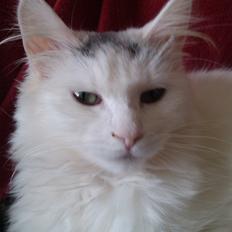 Blanding af racer Idun