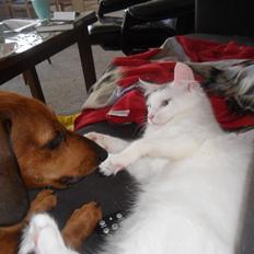 Blanding af racer Idun