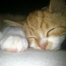 Blanding af racer Shaco-FORSVUNDET...:(