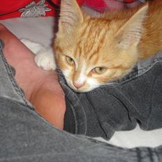 Blanding af racer Shaco-FORSVUNDET...:(