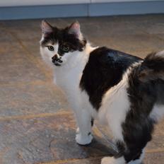 Kurilean Bobtail Dk Silky Catz Cirque du Soleil