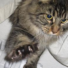 Maine Coon Engbergs Idefix