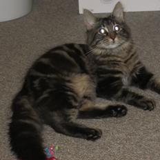 Maine Coon Engbergs Idefix