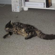 Maine Coon Engbergs Idefix