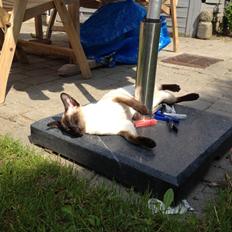 Siameser Tyttebøvs "Tytte"