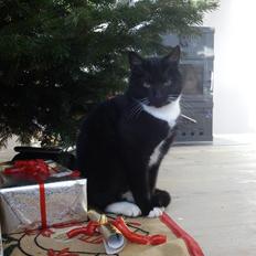 Blanding af racer Willy<3<3<3<3