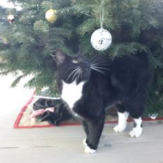 Blanding af racer Willy<3<3<3<3