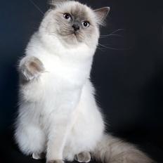 Ragdoll DK Big-Bang BigChrunch Yulla