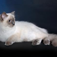 Ragdoll DK Big-Bang BigChrunch Yulla