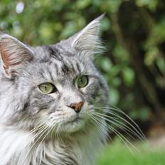 Maine Coon Cæsar