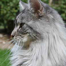 Maine Coon Cæsar