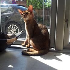 Abyssinier Crystal Sky af Khartoum