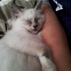 Hellig Birma DK Pumelles De La Vega