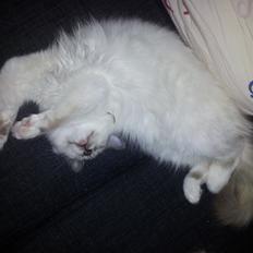 Hellig Birma DK Pumelles De La Vega