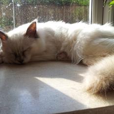 Hellig Birma DK Pumelles De La Vega