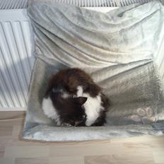 Blanding af racer Linus<3