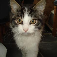 Blanding af racer Linus<3