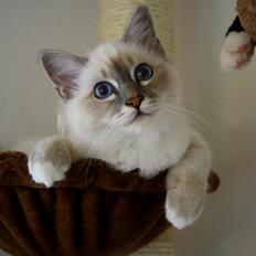 Hellig Birma Rokakitho's Figaro RIP <3