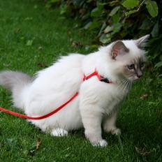 Hellig Birma Rokakitho's Figaro RIP <3