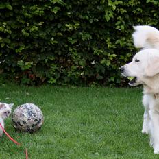 Hellig Birma Rokakitho's Figaro RIP <3