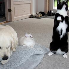 Blanding af racer Cossie