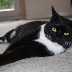 Blanding af racer Cossie