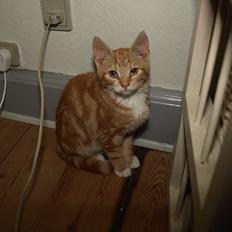 Huskat Bob-Cat *tidligere*