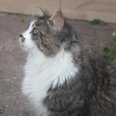 Maine Coon Krammedyret Yankie Bar
