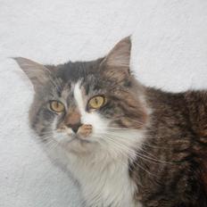 Maine Coon Krammedyret Yankie Bar