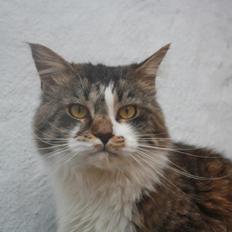 Maine Coon Krammedyret Yankie Bar
