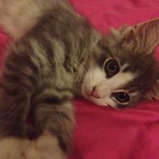 Norsk Skovkat Marcus