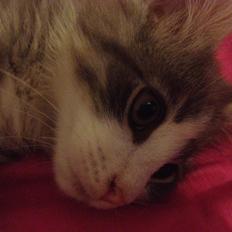 Norsk Skovkat Marcus