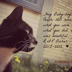 Huskat | Mosevangens Bichar {R.I.P 21/5-12}