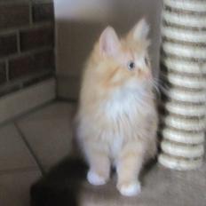 Blanding af racer Oliver