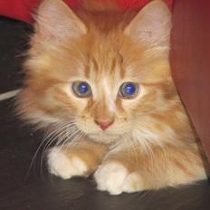 Blanding af racer Oliver