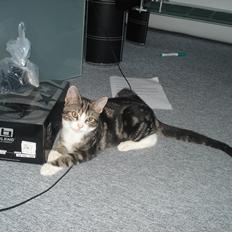 Blanding af racer Ferdinand